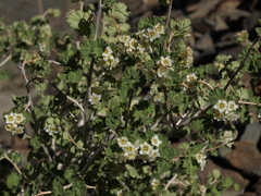 Physocarpus alternans