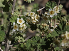 Physocarpus alternans