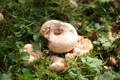 Lactarius pubescens