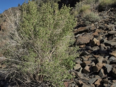 Physocarpus alternans