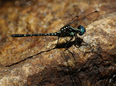Neodythemis trinervulata