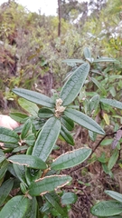 Olearia megalophylla