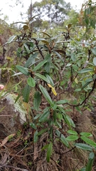 Olearia megalophylla