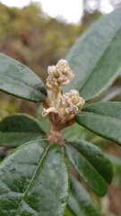 Olearia megalophylla