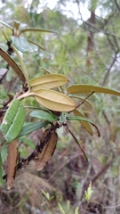 Olearia megalophylla