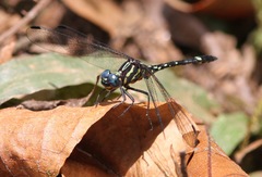 Neodythemis munyaga