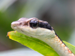 Dendrelaphis ngansonensis