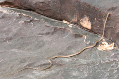 Dendrelaphis ngansonensis