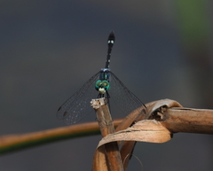Nephepeltia flavifrons