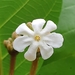 Beach Gardenia - Photo (c) John Howes, some rights reserved (CC BY-NC), uploaded by John Howes