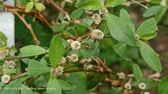 Alternanthera