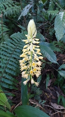 Calanthe speciosa