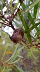 Hakea eriantha