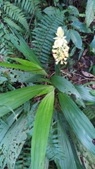 Calanthe speciosa