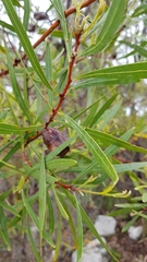 Hakea eriantha