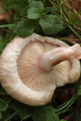 Lactarius pubescens