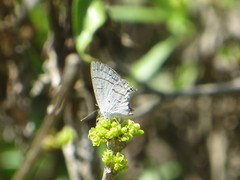 Hypolycaena philippus philippus