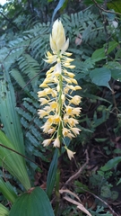 Calanthe speciosa