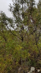 Hakea eriantha