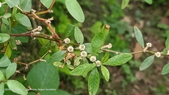Alternanthera