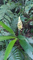 Calanthe speciosa