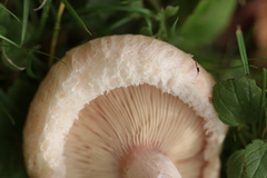Lactarius pubescens