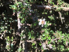 Cotoneaster microphyllus