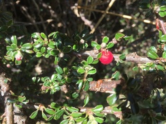 Cotoneaster microphyllus