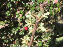 Cotoneaster microphyllus