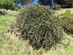 Cotoneaster microphyllus