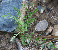 Lomatium tracyi