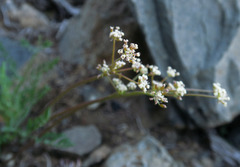 Lomatium tracyi