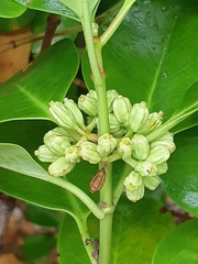 Scyphiphora hydrophylacea