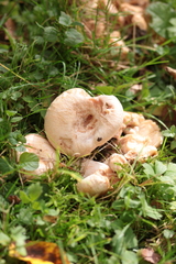Lactarius pubescens