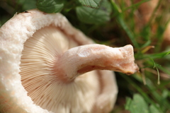 Lactarius pubescens