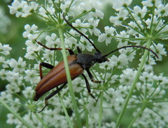 Pedostrangalia pubescens