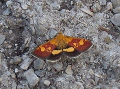 Pyrausta falcatalis