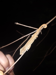 Bradypodion caeruleogula