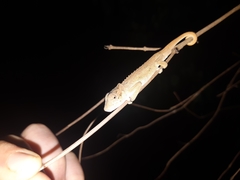 Bradypodion caeruleogula