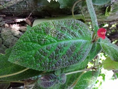 Gesnerieae