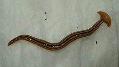 Geoplanidae