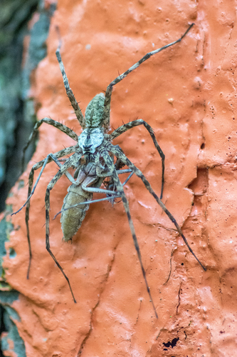 Grizzled Mantis photo 4