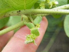 Cissampelos mucronata