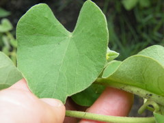 Cissampelos mucronata