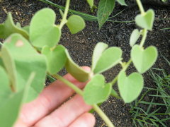 Cissampelos mucronata