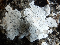 Diplotomma alboatrum