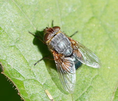 Calliphora hilli