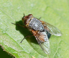 Calliphora hilli