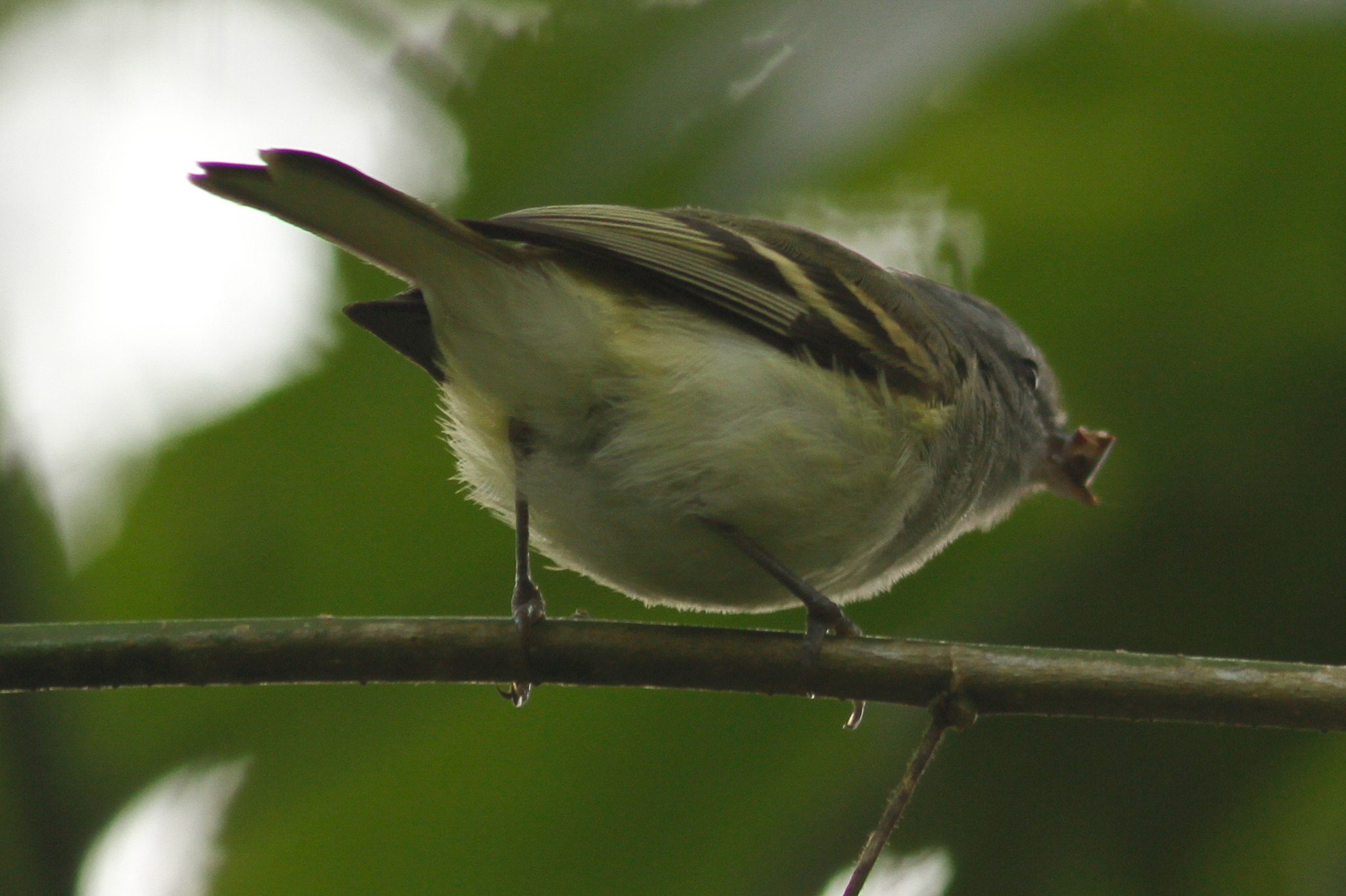 White-tailed Tyrannulet (Mecocerculus poecilocercus), photo 8