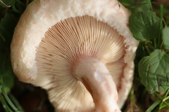 Lactarius pubescens
